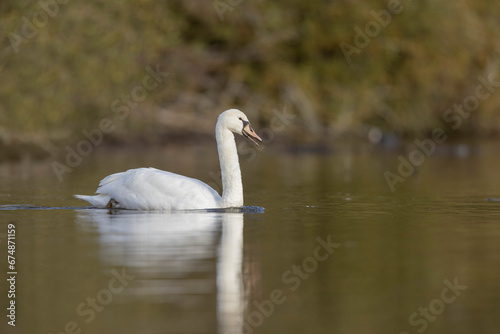 Mute Swan Cygnus olor taking off from a pond in the early morning