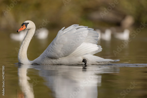 Mute Swan Cygnus olor taking off from a pond in the early morning