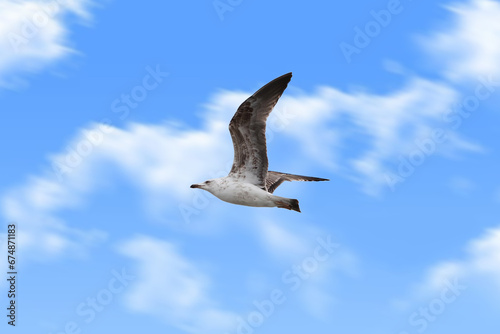 A seagull in flight, wings spread, against a blue sky with white cloud.