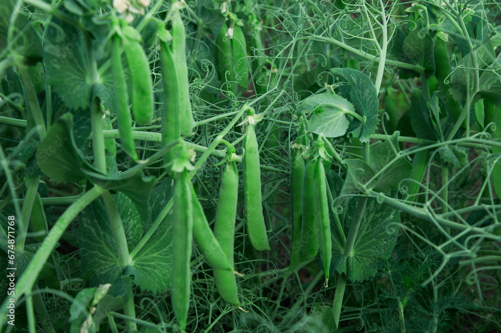 Fototapeta premium pods of young peas on the bushes in the garden. the concept of growing green peas 