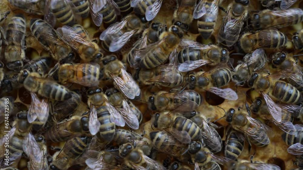 Colony bees on honeycomb in apiary. Beekeeping in countryside. Many working bees on honeycomb, closeup, macro. Detailed shot within a hive in honeycomb, wax cells with honey and pollen. Honey in combs Colony bees on honeycomb in apiary. Beekeeping in countryside. Many working bees on honeycomb, closeup, macro. Detailed shot within a hive in honeycomb, wax cells with honey and pollen. Honey in combs