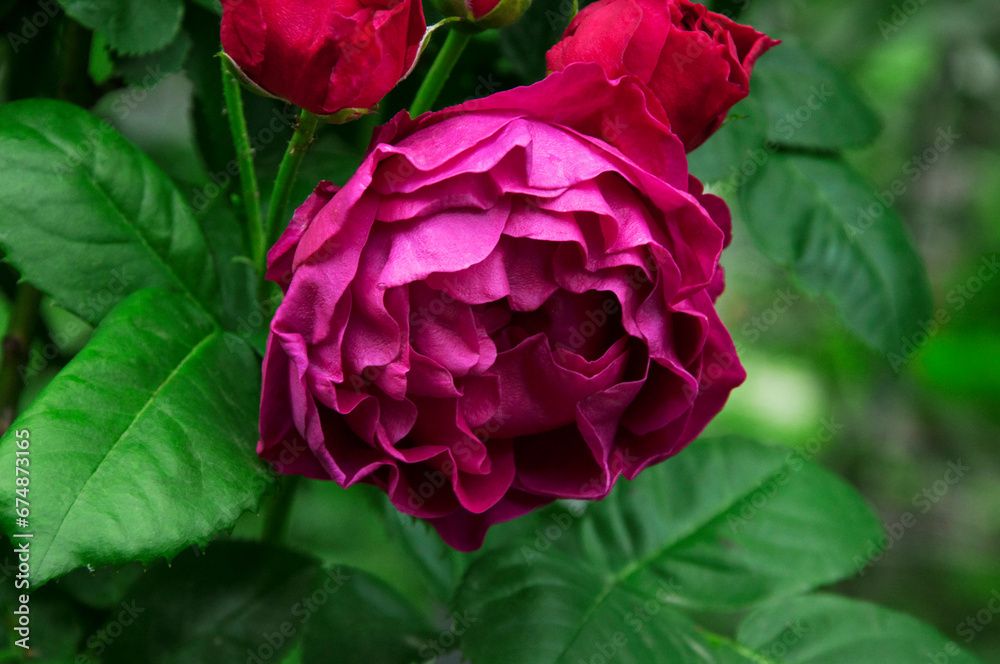 blooming red rose in the summer garden	