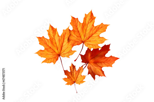 Scattered autumn leaves isolated on white and transparent background