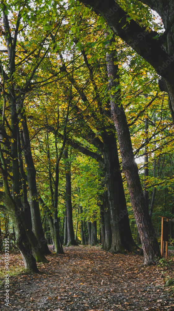 Inside of a forest covered with dense vegetation with a path going more and more into the depths of the forest