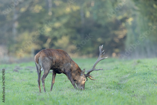 Stag Cervus elaphus in a European forest