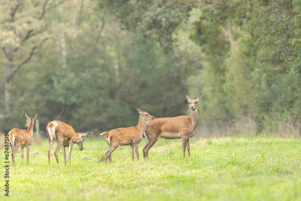 Obraz premium Stag Cervus elaphus in a European forest