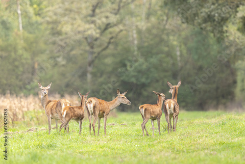 Stag Cervus elaphus in a European forest