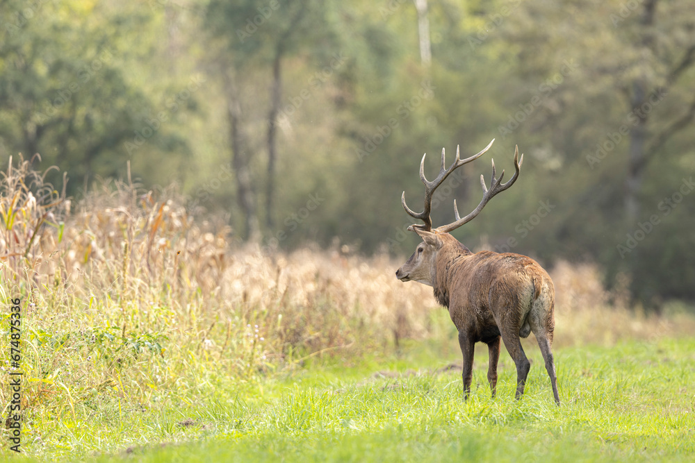 Obraz premium Stag Cervus elaphus in a European forest