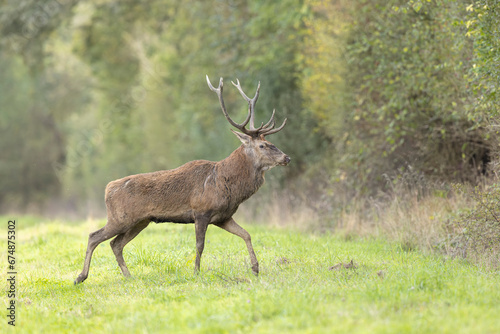 Stag Cervus elaphus in a European forest