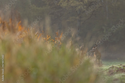 Stag Cervus elaphus in a European forest