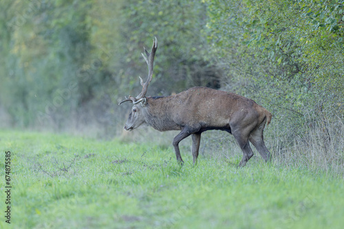 Stag Cervus elaphus in a European forest