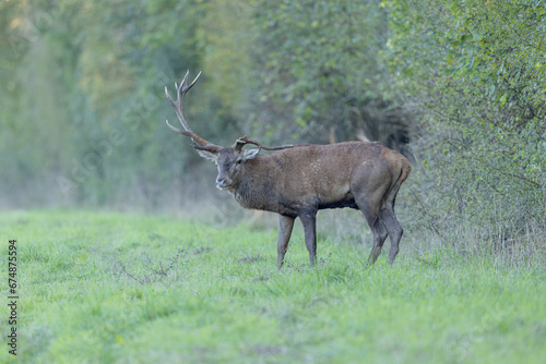 Stag Cervus elaphus in a European forest