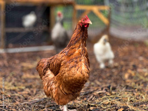 Wet, Red Buff Orpington Chicken Hen looking at camera 