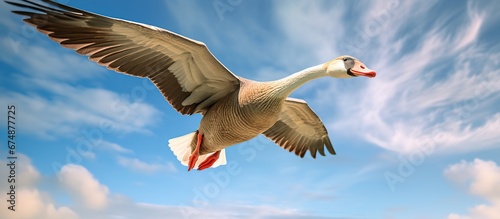 A goose flying wiht a blue sky in the background photo