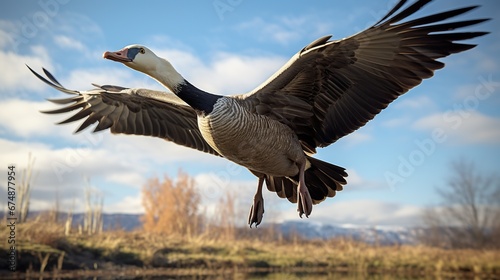 A goose flying wiht a blue sky in the background
