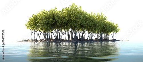 A mangrove tree and its reflection in the brackish water photo