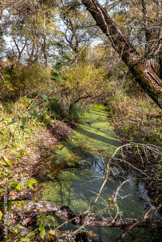 Marsh of the dead arm of the Laborec river, Slovakia Oborin