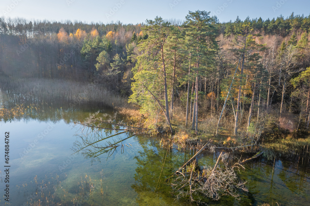 Aerial view on the lake in the morning. Autumn landscape of wild places of lake Bolduk overgrown with reeds. Pine woods felled by the wind in the water.