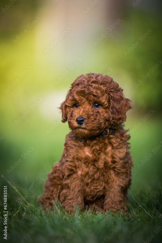 Fototapeta premium Poodle babies in kennel. miniature poodle puppy.. Dwarf poodle 