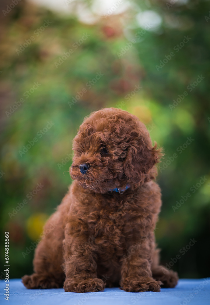 Poodle babies in kennel. miniature poodle puppy.. Dwarf poodle
Poodle babies in kennel. miniature poodle puppy.. Dwarf poodle