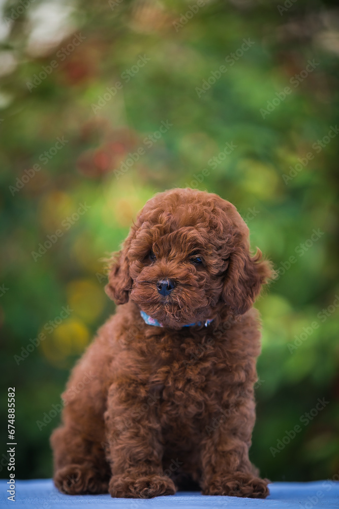 Poodle babies in kennel. miniature poodle puppy.. Dwarf poodle Poodle babies in kennel. miniature poodle puppy.. Dwarf poodle