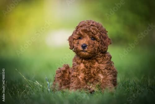 Poodle babies in kennel. miniature poodle puppy.. Dwarf poodle	 photo