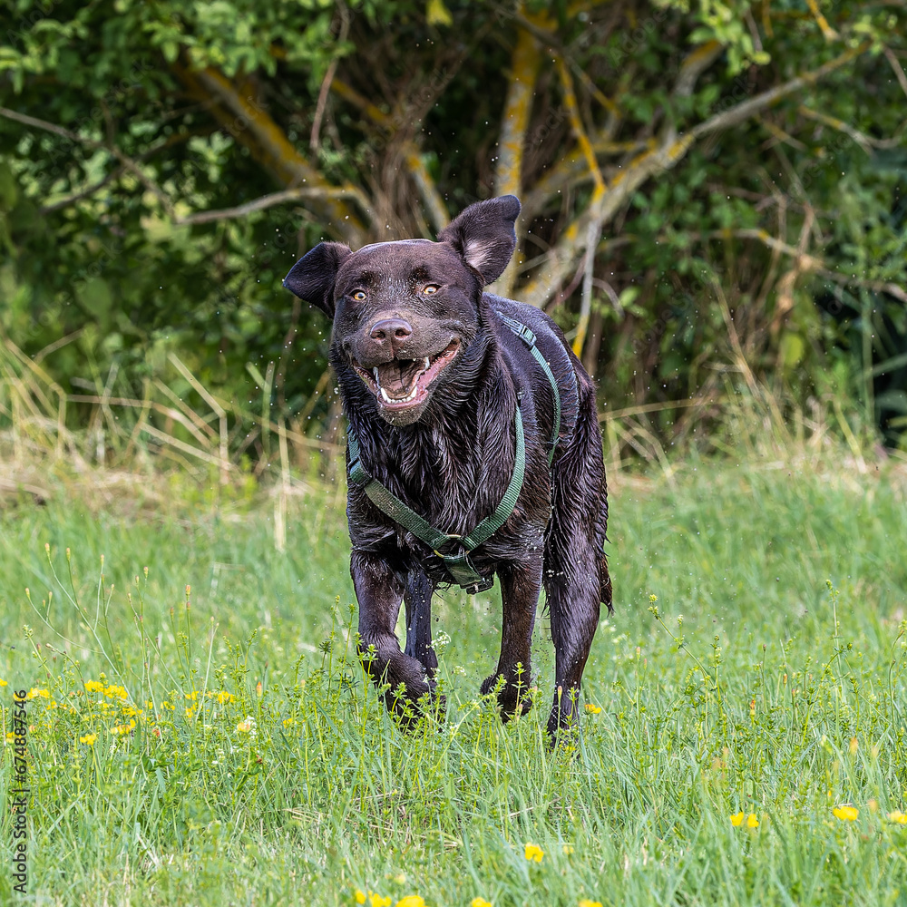 Labrador retriever, Canis lupus familiaris on a grass field. Healthy chocolate brown labrador retriever