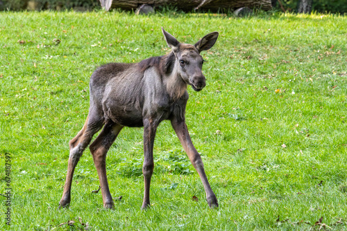 Baby of moose or elk, Alces alces is the largest extant species in the deer family.