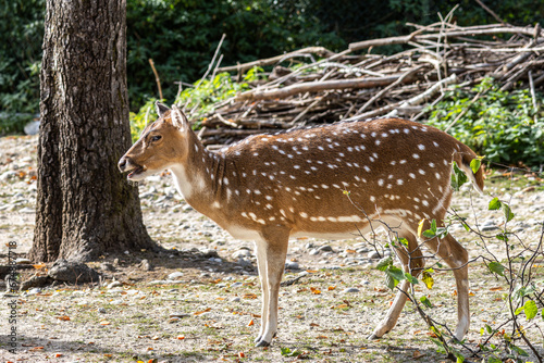 Fototapeta Naklejka Na Ścianę i Meble -  Chital or cheetal deer, Axis axis, also known as spotted deer or axis deer .
