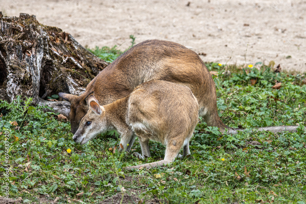 Fototapeta premium The agile wallaby, Macropus agilis also known as the sandy wallaby