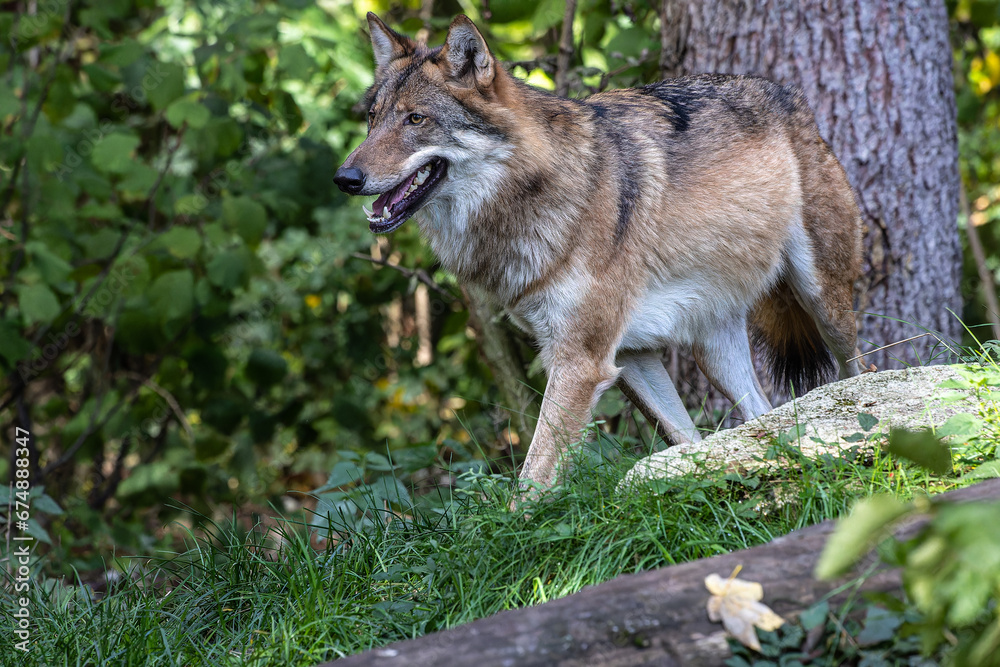 European Grey Wolf, Canis lupus in a german park European Grey Wolf, Canis lupus in a german park
