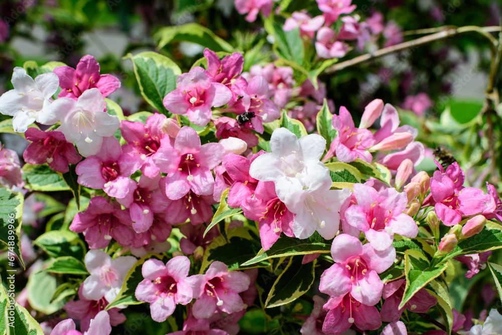 Close up of vivid pink and white Weigela florida plant with flowers in full bloom in a garden in a sunny spring day, beautiful outdoor floral background photographed with soft focus. Close up of vivid pink and white Weigela florida plant with flowers in full bloom in a garden in a sunny spring day, beautiful outdoor floral background photographed with soft focus.