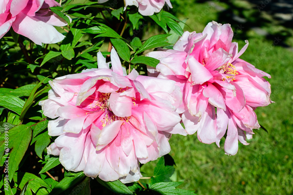 Bush with two large delicate pink peony flowers in direct sunlight, in a garden in a sunny summer day, beautiful outdoor floral background photographed with selective focus.