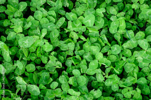 Background of many clover or trefoil (Trifolium) vivid green leaves in a sunny spring day, beautiful outdoor monochrome floral background.