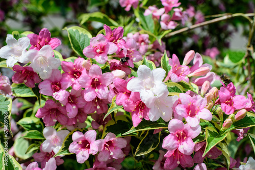 Close up of vivid pink and white Weigela florida plant with flowers in full bloom in a garden in a sunny spring day, beautiful outdoor floral background photographed with soft focus.
