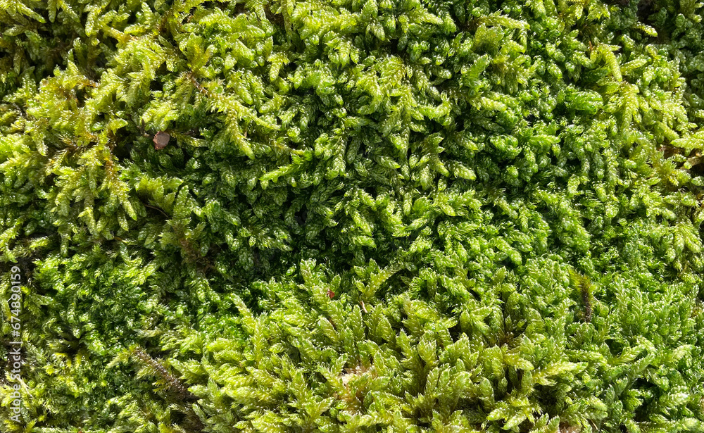 4k HD Close Up Natural Moss Rock Texture. Graphic art texture for 3D rendering.