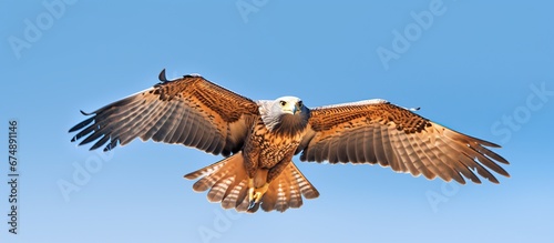 An adult bald eagle is gliding through a clear blue sky with its wings fully extended