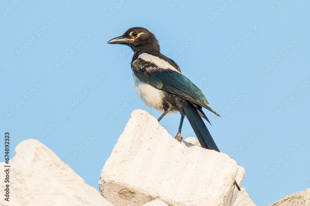 Obraz premium blue jay on a branch