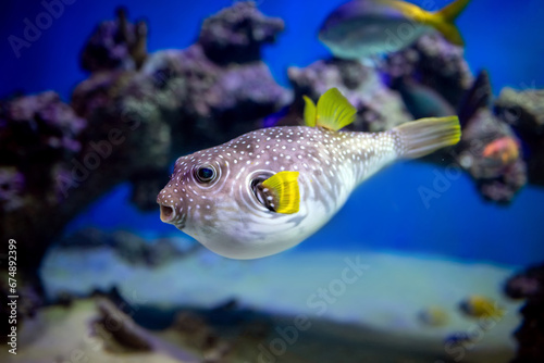 White-spotted puffer (Arothron hispidus) close-up