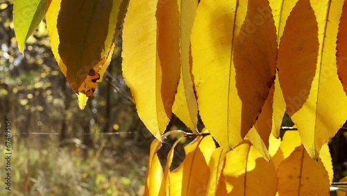 A branch with autumn yellow leaves and warm sunlight