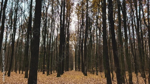 Autumn forest with bare trees from which beautiful yellow leaves are still falling in slow motion
