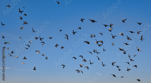 A big flock of pigeons flying over the sea near the city beach