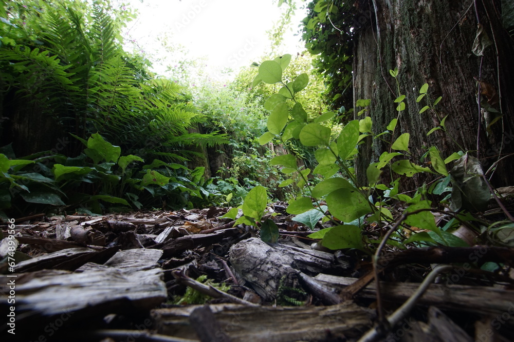 Obraz premium forstweg