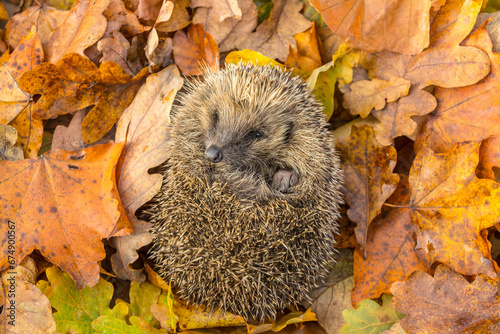 Hedgehog, Scientific name: Erinaceus Europaeus. Close up of a wild, native European hedgehog, curled into a ball and waking up from hibernation in colourful Autumn leaves. Copy space. Horizontal.