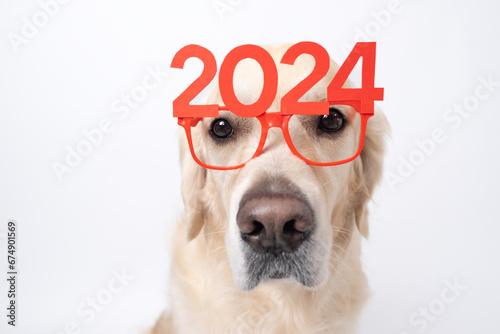 Dog wearing glasses 2024 for new year. Golden retriever for Christmas sitting on white background with red glasses. Postcard with space for text for new year with pet. photo