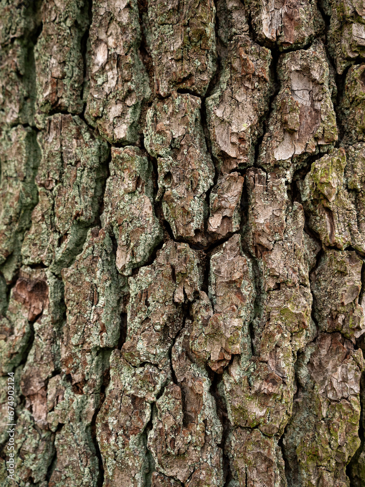 Bark background. Trunk tree closeup Bark background. Trunk tree closeup