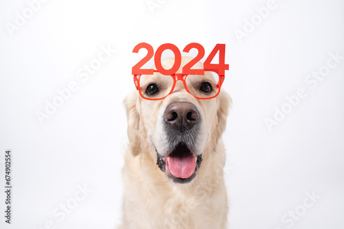 Dog wearing glasses 2024 for new year. Golden retriever for Christmas sitting on white background with red glasses. Postcard with space for text for new year with pet.