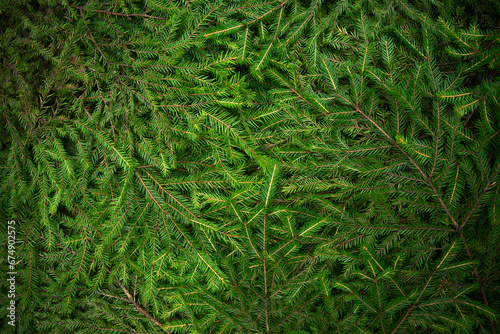A high-quality photo of spruce branches. Green spruce Christmas background for text. New Year's pattern.