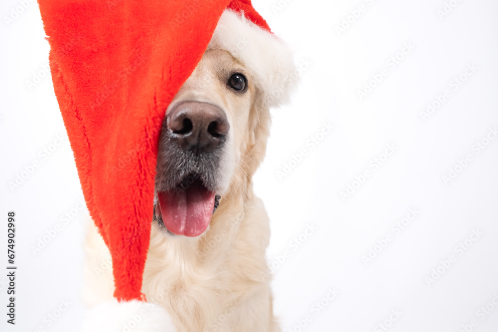 Cute Christmas dog with red Santa hat sitting on white background. Christmas or New Year card with golden retriever. Cute Christmas dog with red Santa hat sitting on white background. Christmas or New Year card with golden retriever.