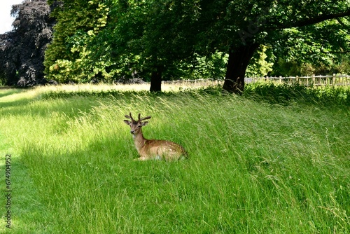 Male fallow deer lying in the grass in summer, Charlecote park, West Midlands, England, UK photo